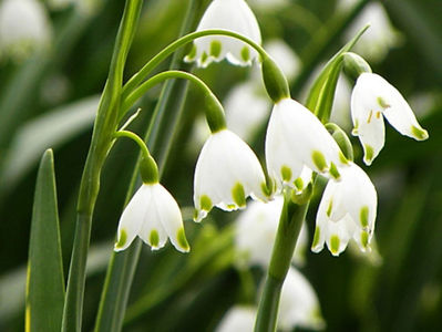 Bulbi Ghiocei Gravetye Giant (Leucojum); Marime bulb 10/12. Inaltime 25-30cm. Inflorire apr.-mai. STOC EPUIZAT!
