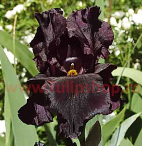 Bulbi Iris Black Night (Stanjenel); Marime bulb I. Inaltime 70-80cm. Inflorire mai-iul. STOC EPUIZAT!
