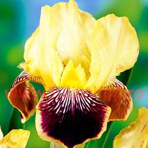 Bulbi Iris Nibelungen (Stanjenel); Marime bulb I. Inaltime 70-80cm. Inflorire mai-iul. STOC EPUIZAT!

