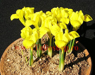 Bulbi Iris Danforda (Stanjenel); Marime bulb 5/+. Inaltime 15-20cm. Inflorire martie-aprilie. STOC EPUIZAT!
