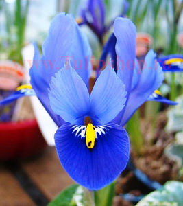 Bulbi Iris Harmony (Stanjenel); Marime bulb 5/+. Inaltime 15-20cm. Inflorire martie-aprilie. STOC EPUIZAT!
