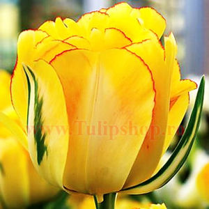 Bulbi Lalele Akebono (Tulip); Marime bulb 11/12. Inaltime 40-50cm. Inflorire apr.-mai. STOC EPUIZAT!
