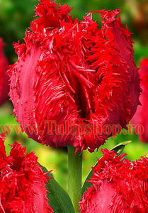 Bulbi Lalele Barbados (Tulip); Marime bulb 11/12. Inaltime 40-50cm. Inflorire apr.-mai. STOC EPUIZAT!
