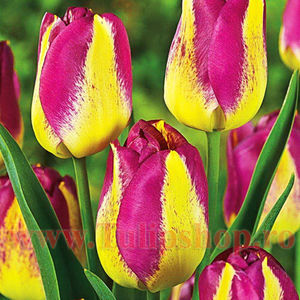 Bulbi Lalele Boston (Tulip); Marime bulb 11/12. Inaltime 40-50cm. Inflorire apr.-mai. STOC EPUIZAT!
