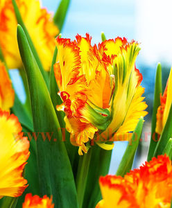 Bulbi Lalele Caribbean Parrot (Tulip); Marime bulb 11/12. Inaltime 40-50cm. Inflorire mar.-apr. STOC EPUIZAT!
