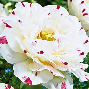 Bulbi Lalele Dance Line (Tulip); Marime bulb 11/12. Inaltime 40-50cm. Inflorire apr.-mai. STOC EPUIZAT!
