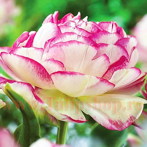 Bulbi Lalele Double Touch (Tulip); Marime bulb 11/12. Inaltime 40-50cm. Inflorire apr.-mai. STOC EPUIZAT!
