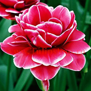 Bulbi Lalele Dream Touch (Tulip); Marime bulb 11/12. Inaltime 40-50cm. Inflorire apr.-mai. STOC EPUIZAT!
