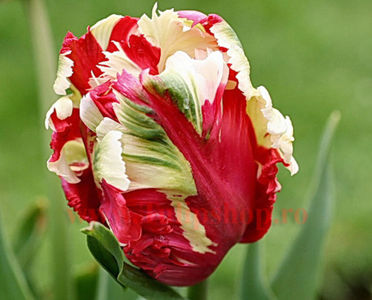 Bulbi Lalele Estelle Rijnveld (Tulip); Marime bulb 11/12. Inaltime 40-50cm. Inflorire mar.-apr. STOC EPUIZAT.
