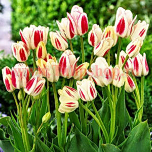 Bulbi Lalele Candy Club (Tulip); Marime bulb 11/12. Inaltime 40-50cm. Inflorire apr.-mai. STOC EPUIZAT!
