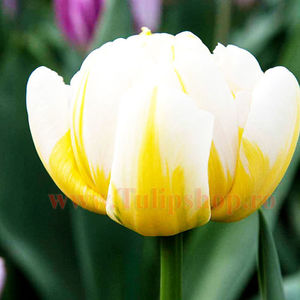 Bulbi Lalele Flaming Evita (Tulip); Marime bulb 11/12. Inaltime 40-50cm. Inflorire apr.-mai. STOC EPUIZAT!
