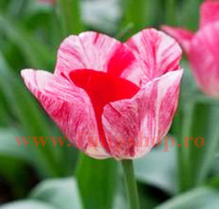 Bulbi Lalele Hemisphere (Tulip); Marime bulb 11/12. Inaltime 40-50cm. Inflorire apr.-mai. STOC EPUIZAT!
