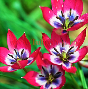 Bulbi Lalele Little Beauty (Tulip); Marime bulb 6/7. Inaltime 15-20cm. Inflorire apr.-mai. STOC EPUIZAT!
