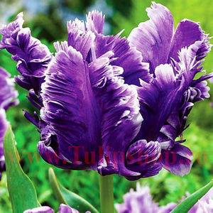 Bulbi Lalele Mysterious Parrot (Tulip); Marime bulb 11/12. Inaltime 40-50cm. Inflorire mar.-apr. STOC EPUIZAT!
