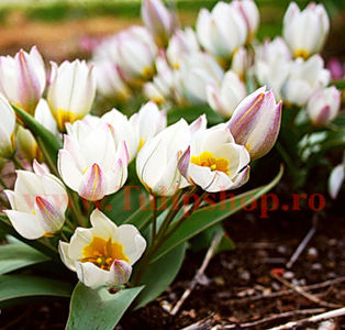Bulbi Lalele Polychroma (Tulip); Marime bulb 6/7. Inaltime 20-25cm. Inflorire apr.-mai. STOC EPUIZAT!

