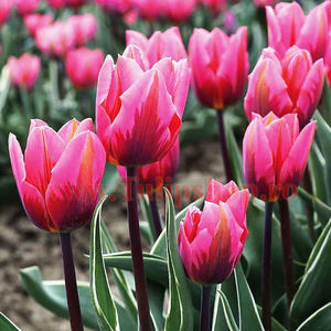 Bulbi Lalele Pretty Princess (Tulip); Marime bulb 11/12. Inaltime 40-50cm. Inflorire apr.-mai. STOC EPUIZAT!
