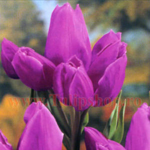 Bulbi Lalele Purple Bouquet (Tulip); Marime bulb 11/12. Inaltime 40-50cm. Inflorire apr.-mai. STOC EPUIZAT!
