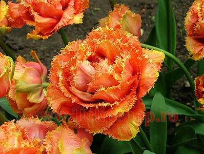 Bulbi Lalele Sensual Touch (Tulip); Marime bulb 11/12. Inaltime 40-50cm. Inflorire apr.-mai. STOC EPUIZAT.
