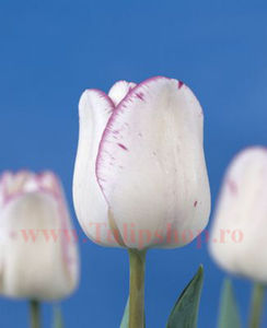 Bulbi Lalele Shirley (Tulip); Marime bulb 11/12. Inaltime 40-50cm. Inflorire apr.-mai. STOC EPUIZAT.
