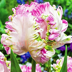 Bulbi Lalele Weber Parrot (Tulip); Marime bulb 11/12. Inaltime 40-50cm. Inflorire mar.-apr. STOC EPUIZAT!
