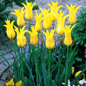 Bulbi Lalele West Point (Tulip); Marime bulb 11/12. Inaltime 40-50cm. Inflorire apr.-mai. STOC EPUIZAT.
