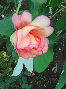 Photo0429