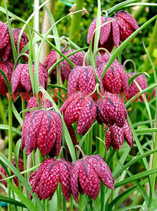 Bulbi Lalea Imperiala Meleagris Mix (Fritillaria); Marime bulb 5/+. Inaltime 50-70cm. Inflorire apr-iun. STOC EPUIZAT!

