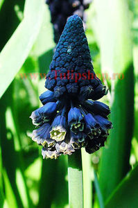 Bulbi Muscari Paradoxum; Marime bulb 7/+. Inaltime 15-20cm. Inflorire mar.-apr. STOC EPUIZAT!
