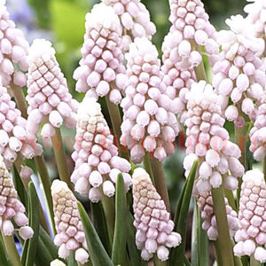 Bulbi Muscari Pink Sunrise; Marime bulb 6/+. Inaltime 15-20cm. Inflorire mar.-apr. STOC EPUIZAT.
