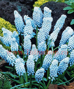 Bulbi Muscari Valerie Finish; Marime bulb 6/+. Inaltime 15-20cm. Inflorire mar.-apr. STOC EPUIZAT!
