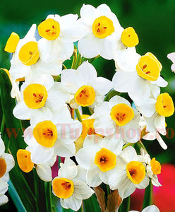 Bulbi Narcise Avalanche; Marime bulb 12/14. Inaltime 30-40cm. Inflorire apr.-mai. STOC EPUIZAT!
