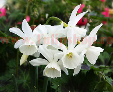 Bulbi Narcise Thalia; Marime bulb 12/14. Inaltime 30-40cm. Inflorire apr.-mai. STOC EPUIZAT!
