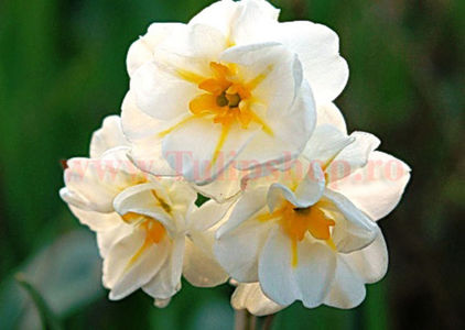 Bulbi Narcise Winston Churchill; Marime bulb 12/14. Inaltime 30-40cm. Inflorire apr.-mai. STOC EPUIZAT!
