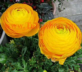 Bulbi Ranunculus Galben (Piciorul Cocosului); Marime bulb 5/+. Inaltime 20-30cm. Inflorire apr.-iun. STOC EPUIZAT!
