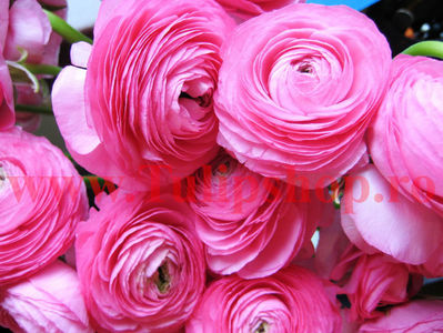Bulbi Ranunculus Roz (Piciorul Cocosului); Marime bulb 5/+. Inaltime 20-30cm. Inflorire apr.-iun. STOC EPUIZAT!
