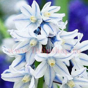 Bulbi Viorea Puschkinia; Marime bulb 6/+. Inaltime 15-20cm. Inflorire mar.-apr. STOC EPUIZAT!
