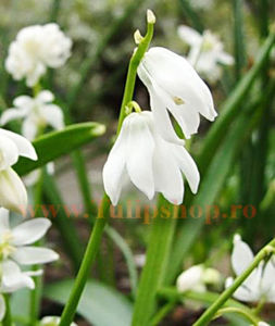 Bulbi Viorea Sibirica Alba (Scilla); Marime bulb 6/+. Inaltime 20-30cm. Inflorire mar.-apr. STOC EPUIZAT!
