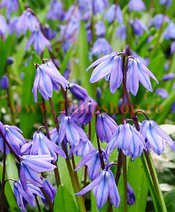 Bulbi Viorea Sibirica (Scilla); Marime bulb 6/+. Inaltime 20-30cm. Inflorire mar.-apr. STOC EPUIZAT.
