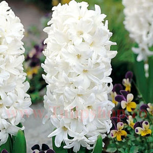 Bulbi Zambile Carnegie (Hyacinthus); Marime bulb 14/15. Inaltime 25-30cm. Inflorire apr.-mai. STOC EPUIZAT!
