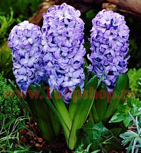 Bulbi Zambile Delft Blue (Hyacinthus); Marime bulb 14/15. Inaltime 25-30cm. Inflorire apr.-mai. STOC EPUIZAT!
