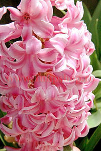 Bulbi Zambile Fondant (Hyacinthus); Marime bulb 14/15. Inaltime 25-30cm. Inflorire apr.-mai. STOC EPUIZAT!

