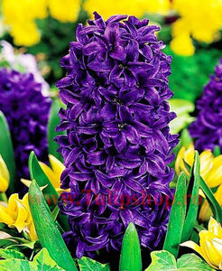 Bulbi Zambile Purple Star (Hyacinthus); Marime bulb 16/18. Inaltime 25-30cm. Inflorire apr.-mai. STOC EPUIZAT!
