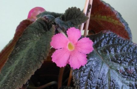 Floare Pinkiscia