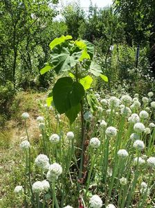 paulownia