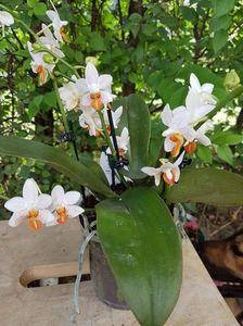 Phalaenopsis Mini Mark - 52 lei; Pot 12 cm
Inaltime max 30cm
Planta cu putine flori sau deloc
