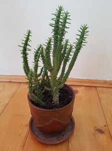 Opuntia subulata; Pui tanar inradacinat in primavara
