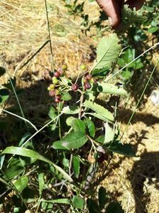 aronia fructe2