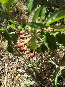 aronia fructe3