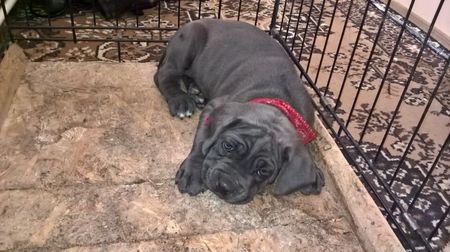 cane corso.f.6 saptamini