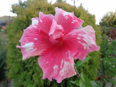 HIBISCUS  RED SNAPER.